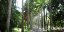 Botanical garden of Caracas Botanical garden of Caracas