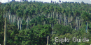 The mountains in the eastern parts of Cuba