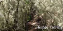 Garajonay National Park, La Gomera Island