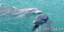 Snorkeling and swimming with dolphins, Las Brujas, Cayo Santa Maria