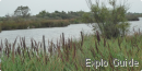 Birds observation on the way to Peccais fort, Aigues-Mortes Birds observation on the way to Peccais fort, Aigues-Mortes