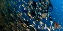 Sunlight Thila, dive site, North Male’ Atoll