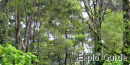 Singapore Botanic Garden, Bukit Timah Singapore Botanic Garden, Bukit Timah