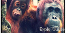 Tanjung Puting National Park, Central Kalimantan Tanjung Puting National Park, Central Kalimantan