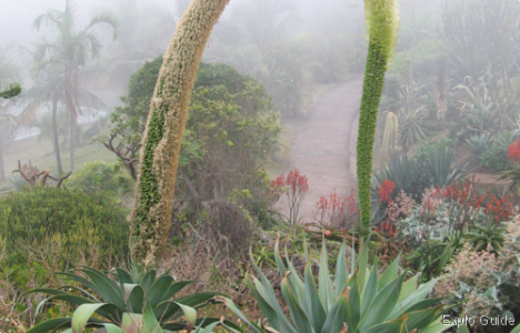 Botanic Conservatory of Mascarin , Réunion Island