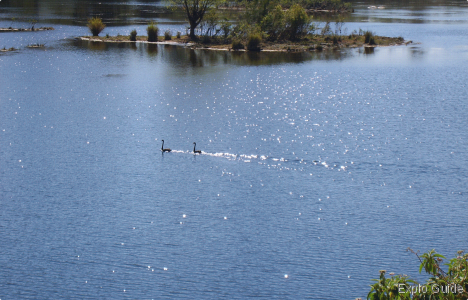 Black swans on the Cangai Broadwater section of the Mann River ExploGuide - Off the Path Travel and Alternative Tourism database