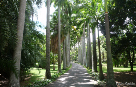 Botanical garden of Caracas
