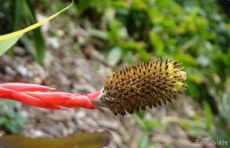 Botanical Garden, Puerto de la Cruz, Tenerife Explo-guide - Alternative travel database