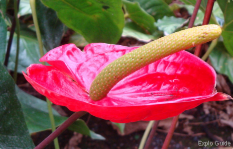 Botanical Garden, Puerto de la Cruz, Tenerife Explo-guide - Alternative travel database