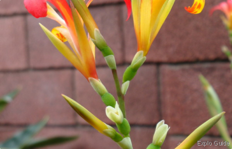 Botanical Garden, Puerto de la Cruz, Tenerife Explo-guide - Alternative travel database