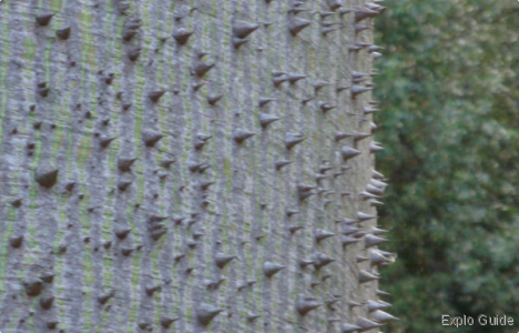 Botanical Garden, Puerto de la Cruz, Tenerife Explo-guide - Alternative travel database