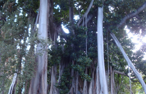 Botanical Garden, Puerto de la Cruz, Tenerife Explo-guide - Alternative travel database