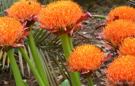 Botanical Garden, Puerto de la Cruz, Tenerife Explo-guide - Alternative travel database