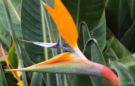 Botanical Garden, Puerto de la Cruz, Tenerife Explo-guide - Alternative travel database