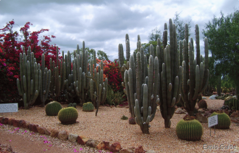 Cactus Garden ExploGuide - Off the Path Travel and Alternative Tourism database