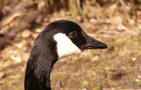 Teich bird reserve, Arcachon Explo-guide - Alternative travel database