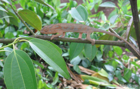 Botanic Conservatory of Mascarin , Réunion Island