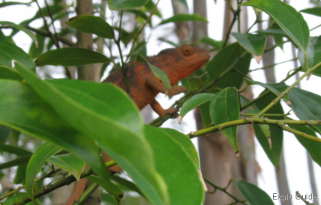 Botanic Conservatory of Mascarin , Réunion Island