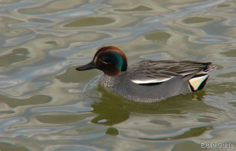 Teich bird reserve, Arcachon Explo-guide - Alternative travel database