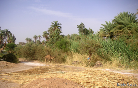 Oum Lâalag sacred oasis, Mhamid ExploGuide - Off the beaten path travel and alternative tourism database, offtrack destinations