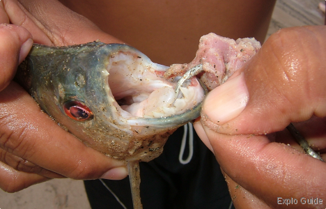Time for fishing piranha ExploGuide - Off the Path Travel and Alternative Tourism database