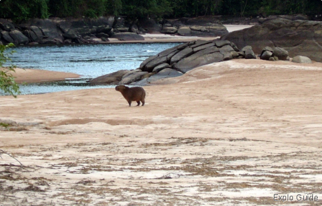 Pet in El Playón: Cristina Chiguire Capybara ExploGuide - Off the Path Travel and Alternative Tourism database