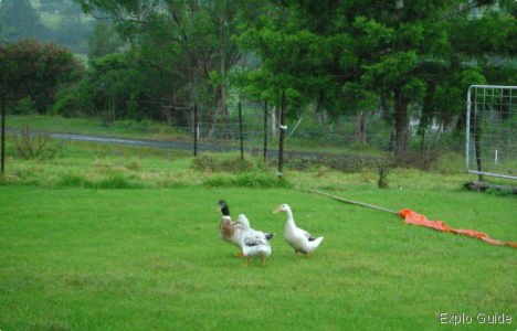 Geese at St Johns Coffee Stop, Nymboida Village ExploGuide - Off the Path Travel and Alternative Tourism database