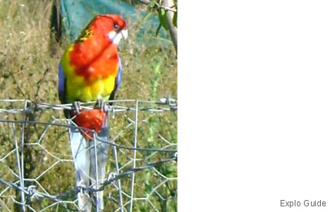 eastern Rosella at Nymboida ExploGuide - Off the Path Travel and Alternative Tourism database