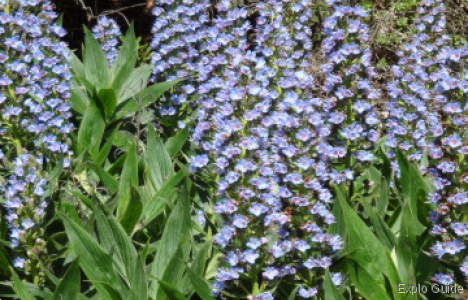 Garajonay National Park, La Gomera Island Explo-guide - Alternative travel database