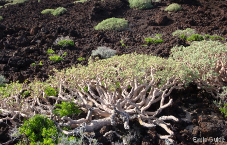 Malpaïs of Güimar walking tour, Tenerife Explo-guide - Alternative travel database