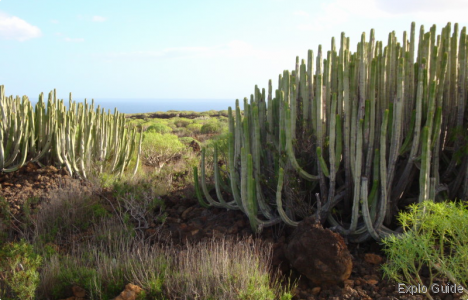 Malpaïs of Güimar walking tour, Tenerife Explo-guide - Alternative travel database