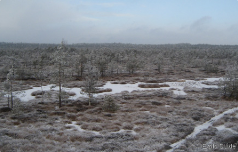 Forest wetlands and nature, Taurage