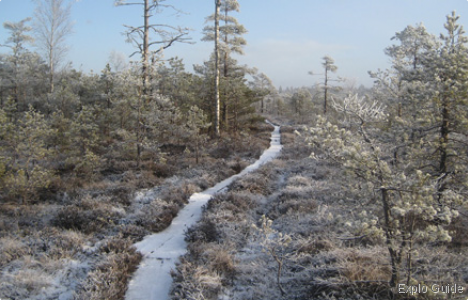 Forest wetlands and nature, Taurage