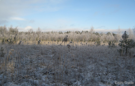 Forest wetlands and nature, Taurage