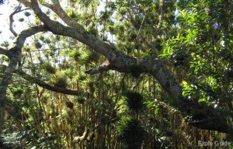 From Cap Noir to Roche Ecrite trek, La Réunion