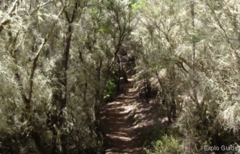 Garajonay National Park, La Gomera Island Explo-guide - Alternative travel database