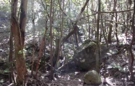 Garajonay National Park, La Gomera Island Explo-guide - Alternative travel database