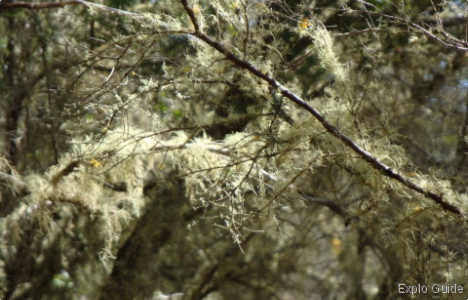 Garajonay National Park, La Gomera Island Explo-guide - Alternative travel database