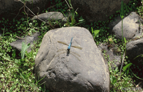 Local insect life at Cangai ExploGuide - Off the Path Travel and Alternative Tourism database