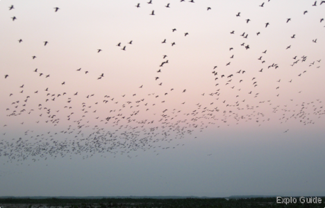 Flocks of thousand of birds ExploGuide - Off the Path Travel and Alternative Tourism database