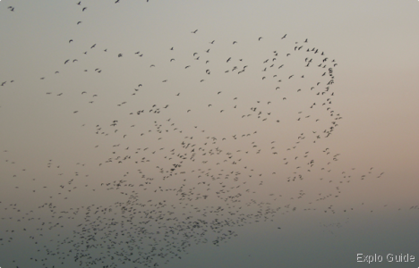 Flocks of thousand of birds ExploGuide - Off the Path Travel and Alternative Tourism database