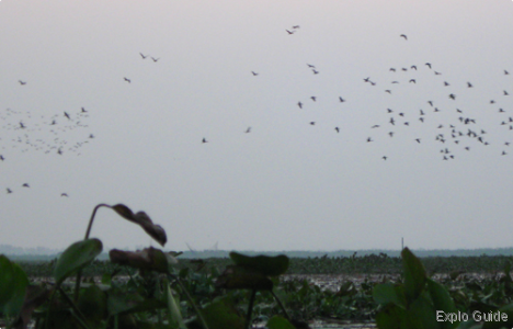 Flocks of thousand of birds ExploGuide - Off the Path Travel and Alternative Tourism database