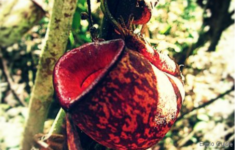 red Pitcher Plant ExploGuide - Off the beaten path travel and alternative tourism database, offtrack destinations