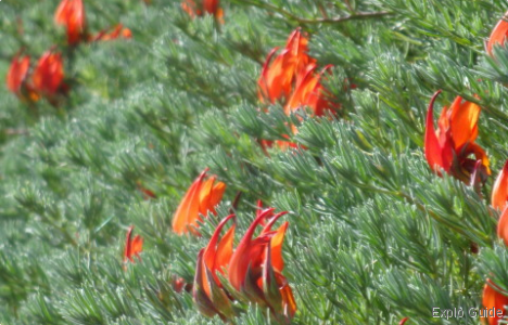 Garajonay National Park, La Gomera Island Explo-guide - Alternative travel database