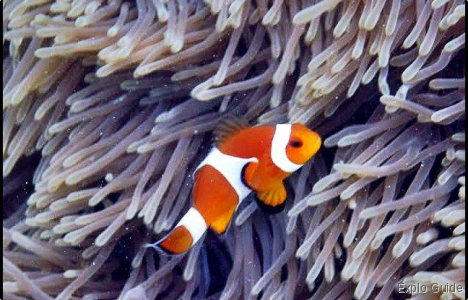 Lengkuas underwater view, courtessy of Mirza (my friend) ExploGuide - Off the Path Travel and Alternative Tourism database