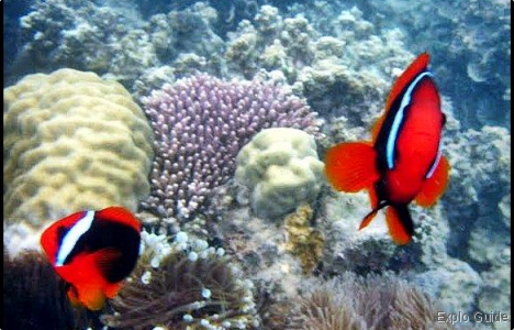 another underwater view, courtessy of Mirza (my friend) ExploGuide - Off the Path Travel and Alternative Tourism database