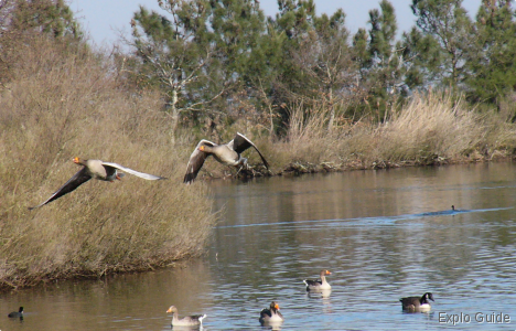 Littoral Trail, basin of Arcachon, Teich Explo-guide - Alternative travel database