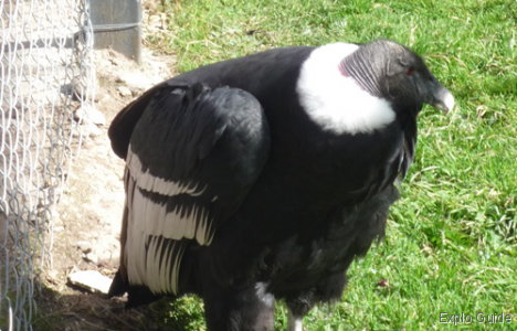 Mifafi condor refuge, Merida