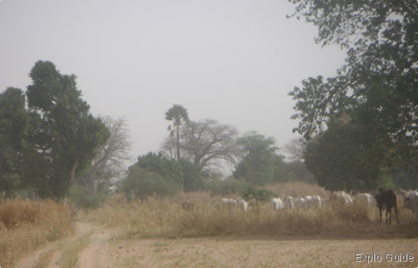 Ngueniene market, Petite Côte Ngueniene market, Petite Côte