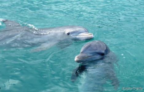 Snorkeling and swimming with dolphins, Las Brujas, Cayo Santa Maria Snorkeling and swimming with dolphins, Las Brujas, Cayo Santa Maria